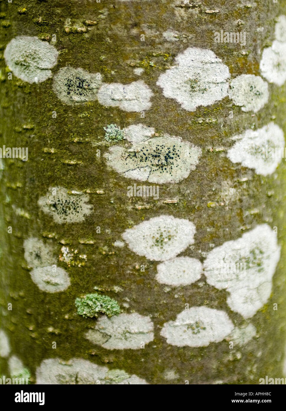 Tree bark close-up with litchen and spores Stock Photo
