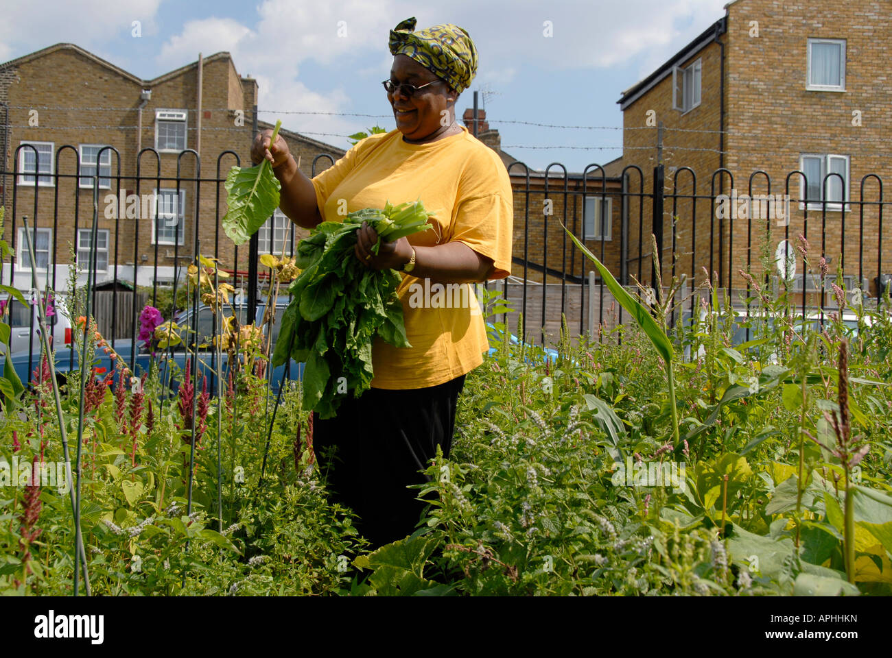 West Indian woman picking spinach and Callaloo in allotment in Peckham South London Stock Photo