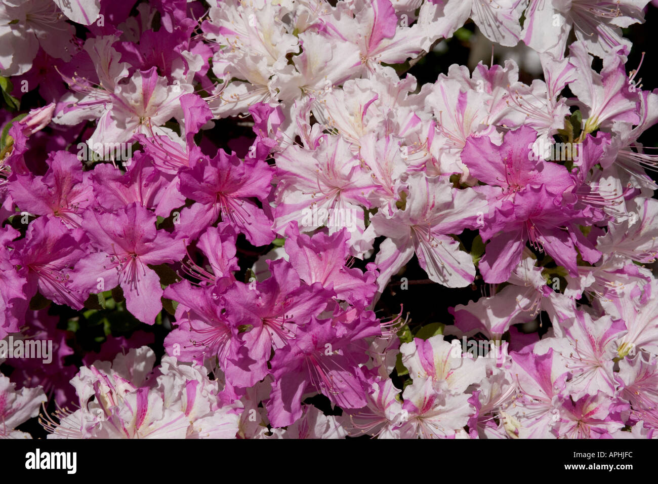 Azaleas in the United States National Arboretum in Washington DC Stock Photo