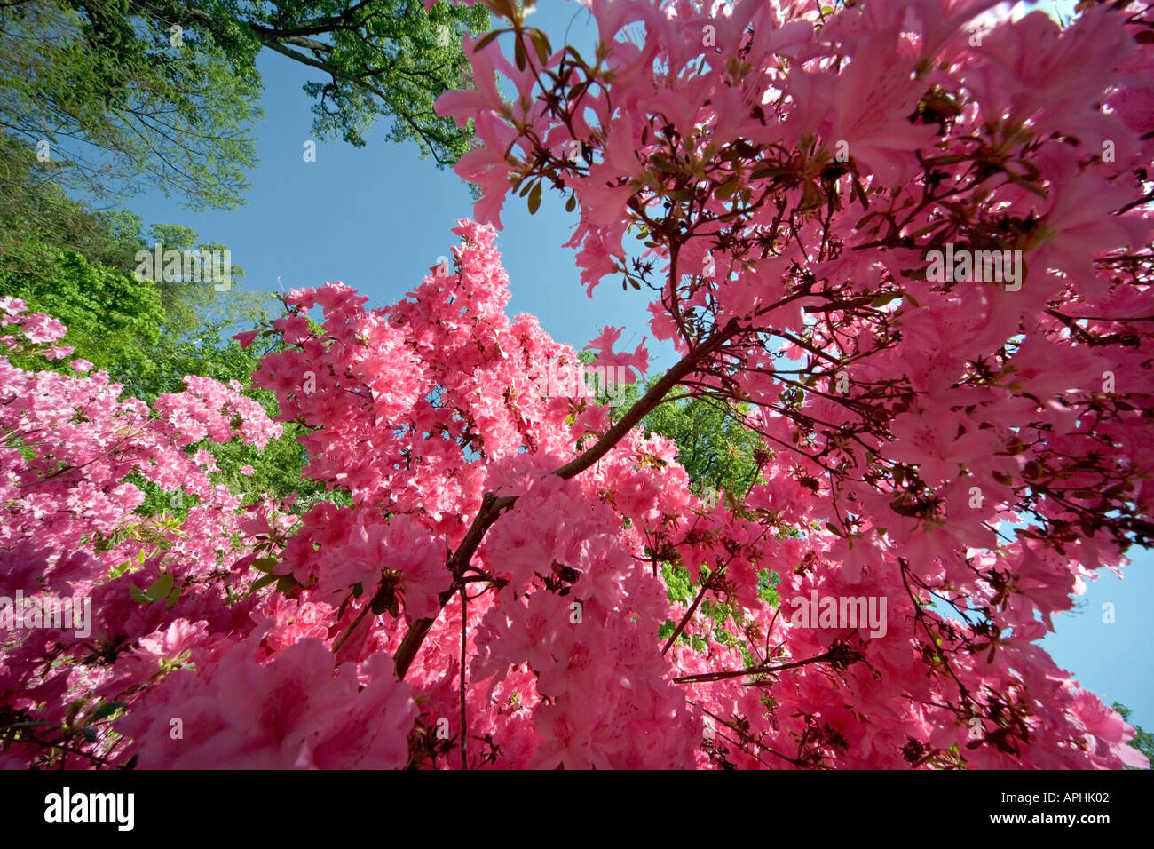 Pink azalea under green trees and blue sky in spring. United States National Arboretum in Washington DC NE. Stock Photo