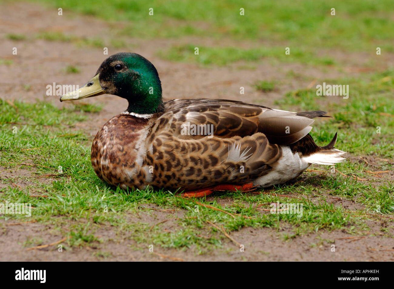 some ducks or mallards sitting or trying to walk on a frozen pond or lake Stock Photo
