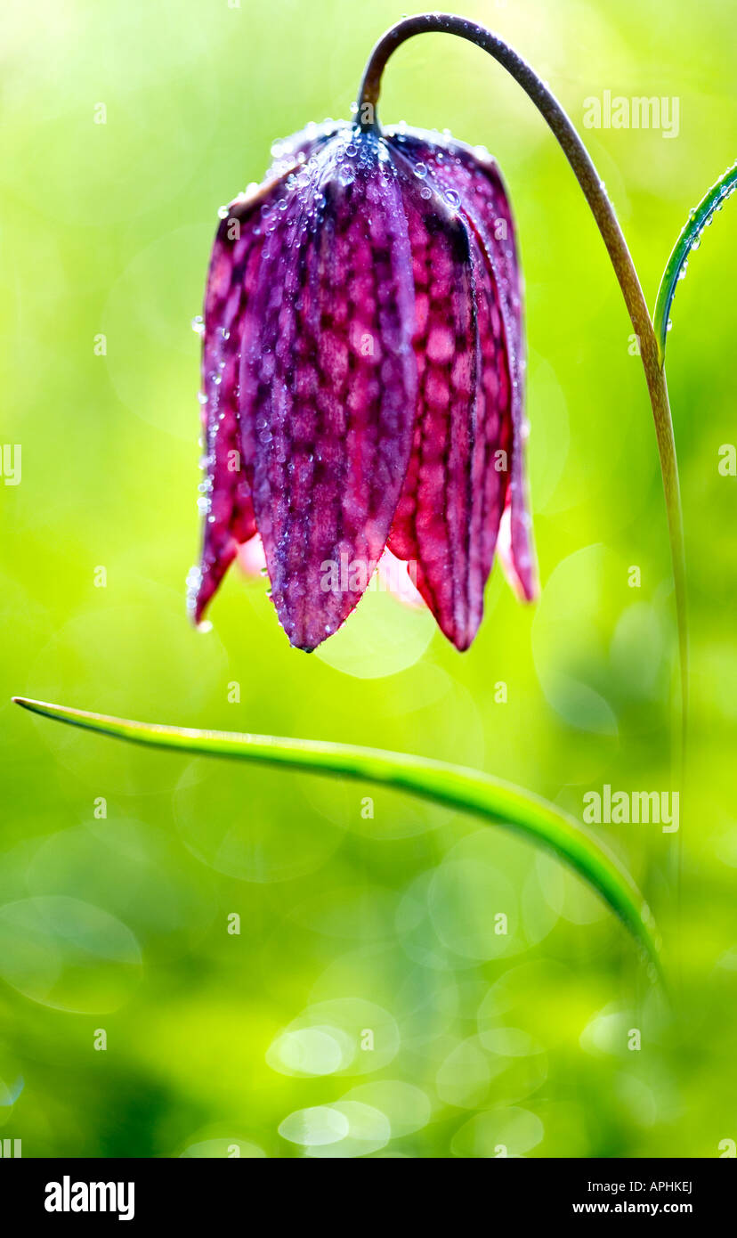 Snakeshead fritillary, Fritillaria meleagris, sparkling with dew drops, taken on a spring morning Stock Photo
