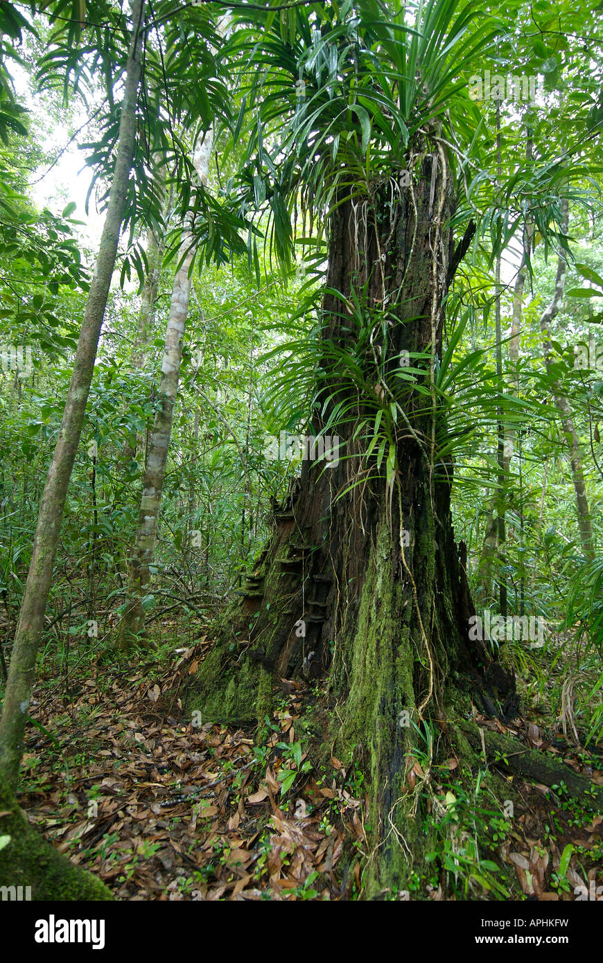Wet vine forest and a buttressed tree in eastern Indonesia Stock Photo