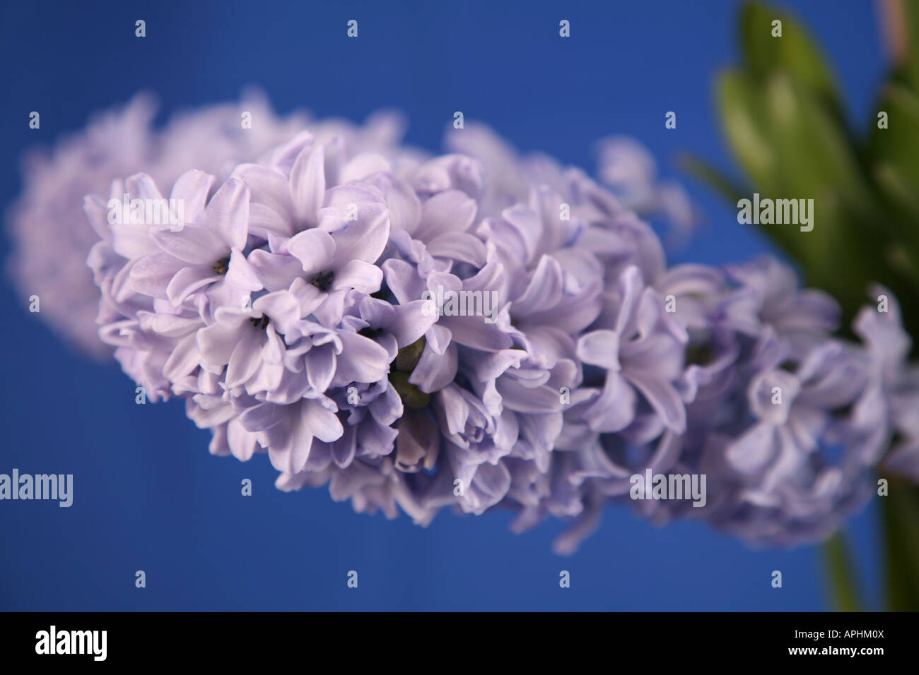 Hyacinth Close up Stock Photo Alamy