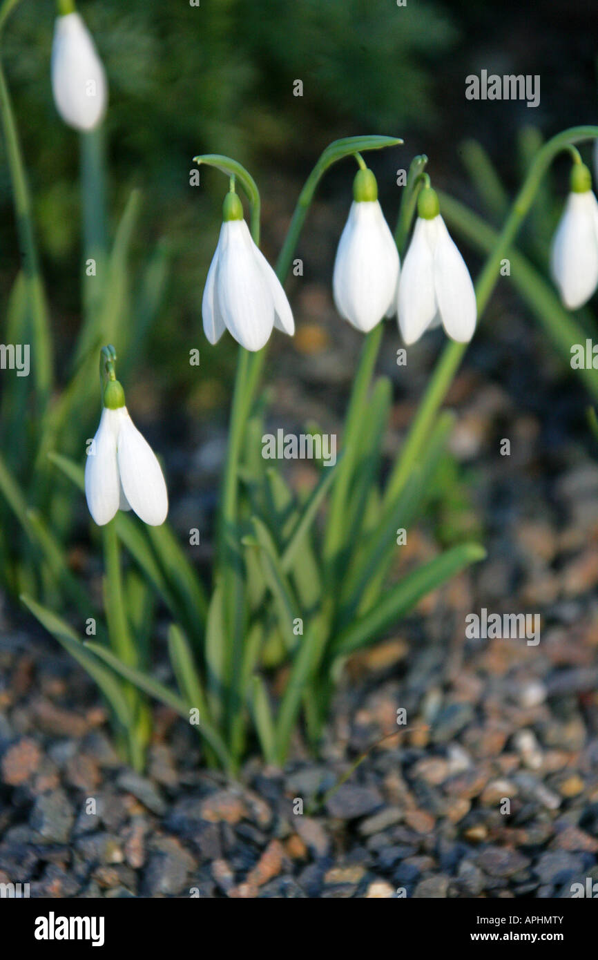 Snowdrops, Galanthus nivalis Atkinsii, Amaryllidaceae Stock Photo