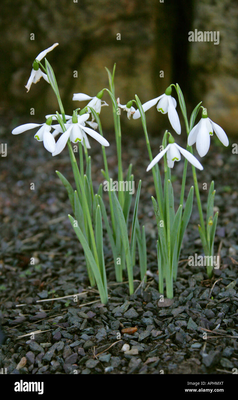 Snowdrops, Galanthus nivalis Milkwood, Amaryllidaceae Stock Photo