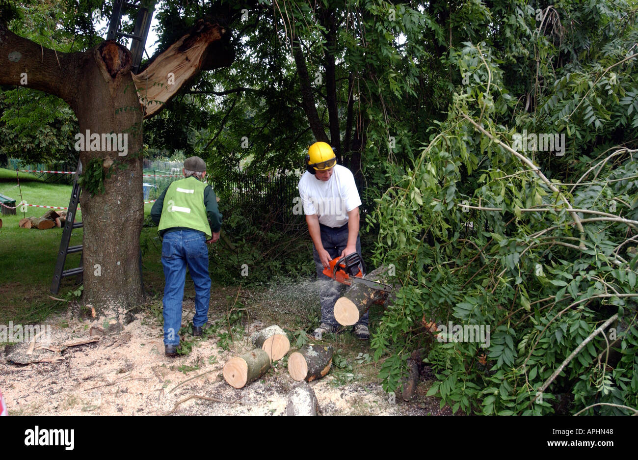 Workmen cut down a dangerous tree Stock Photo Alamy