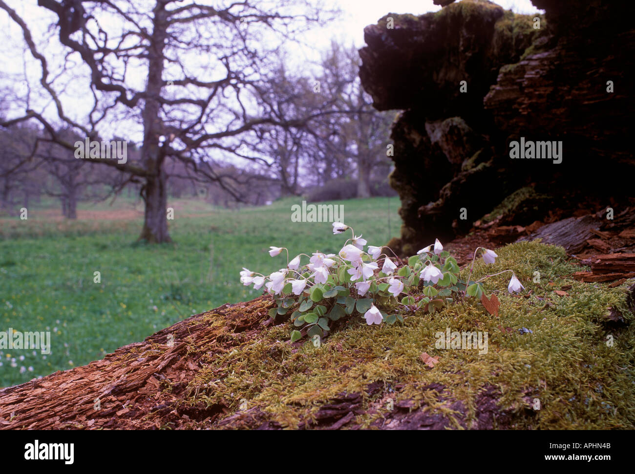 Wood sorrel Stock Photo