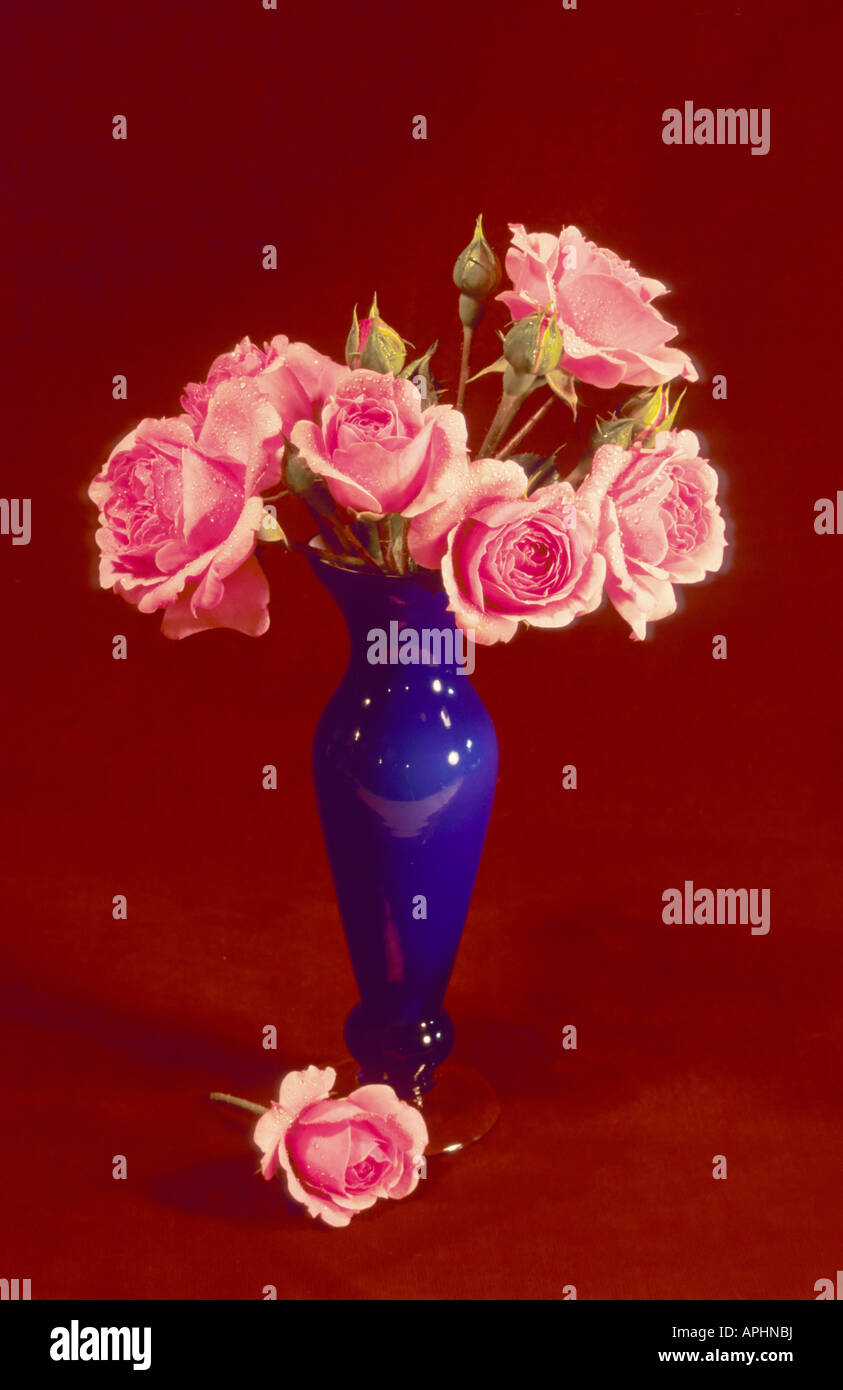 pink roses rose in blue vase artistic composition arrangement shrub rose vertical dew water drops mist red Stock Photo