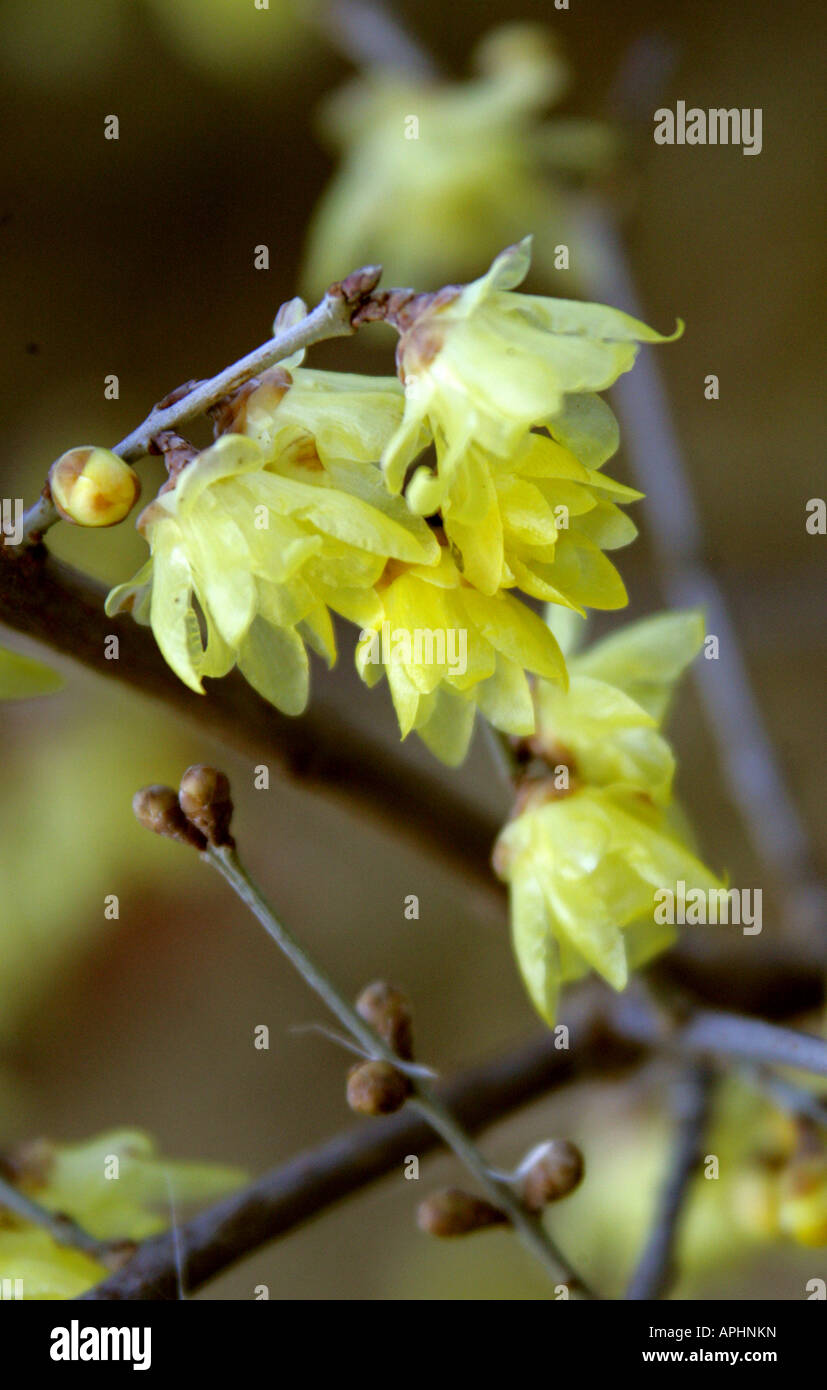 Wintersweet Chimonanthus praecox var concolor Stock Photo