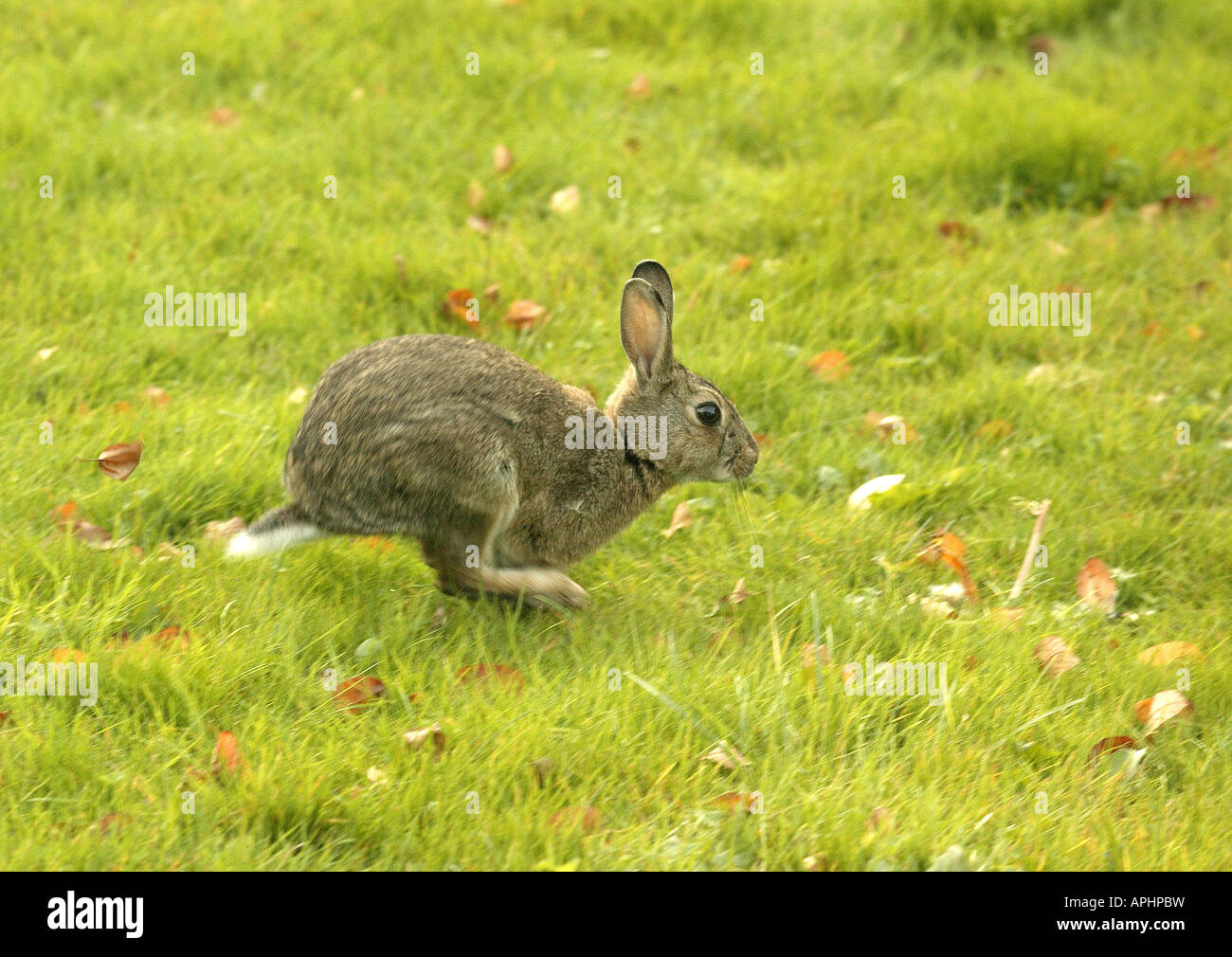 rabbit lawn run animal nature escape grass green fear Stock Photo Alamy