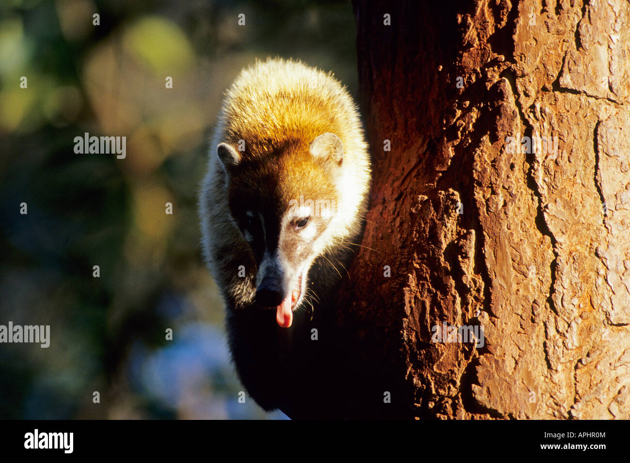 White Nosed Coati Mundi Nasua narica Belize Stock Photo