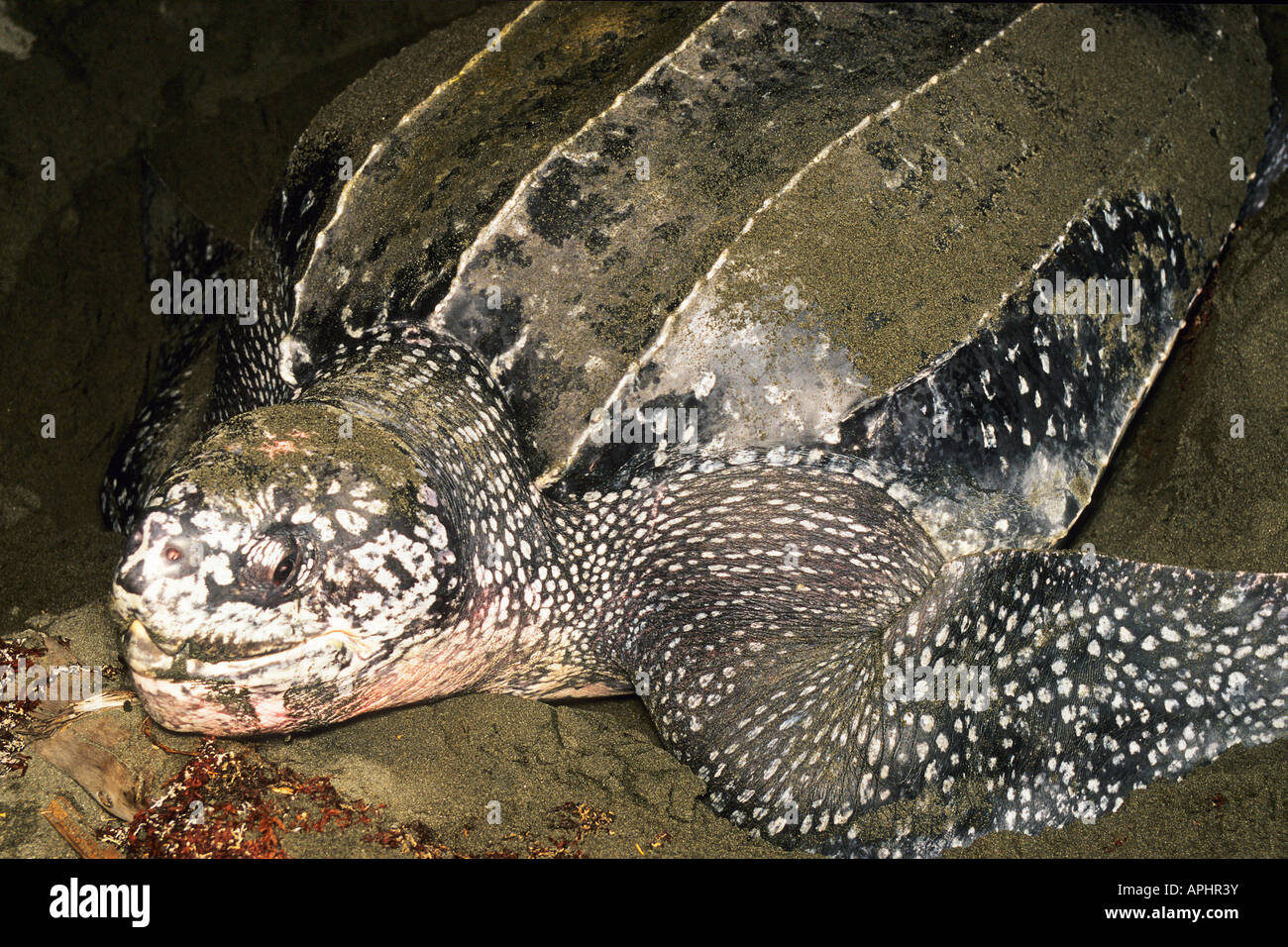 Female Leatherback Turtle ( Dermochelys coriacea ) laying eggs on beach ...