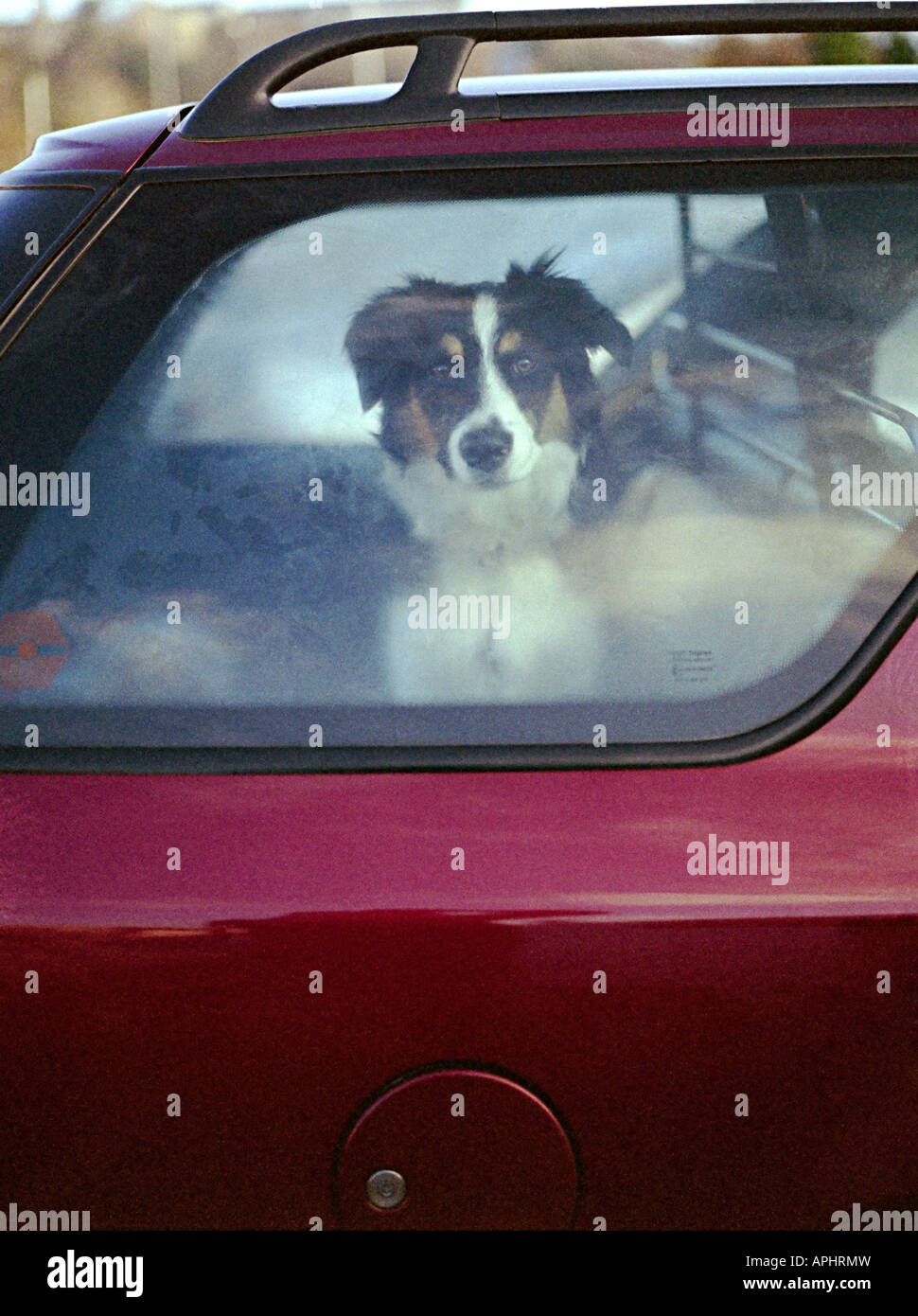 a dog in car looking at photographer left with no windows open and