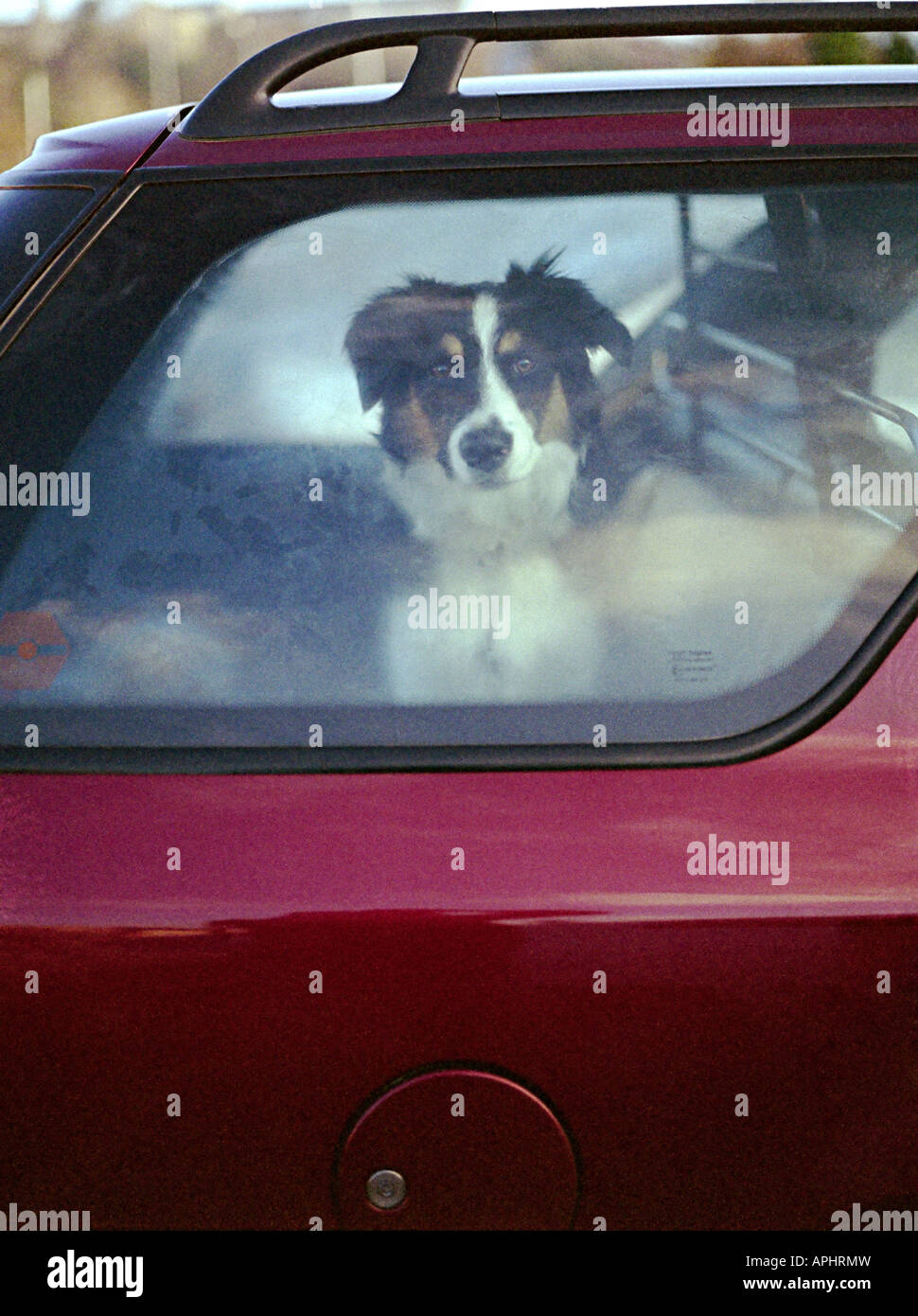 a dog in car looking at photographer left with no windows open and condensation on the window Stock Photo