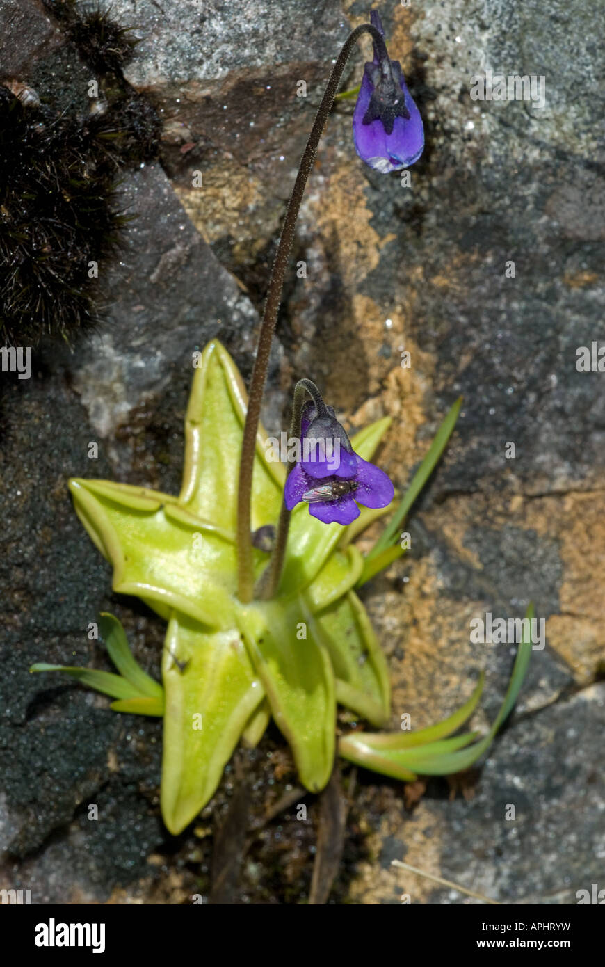 Common Butterwort (Pinguicula vulgaris) on seepage line on cliff Stock Photo