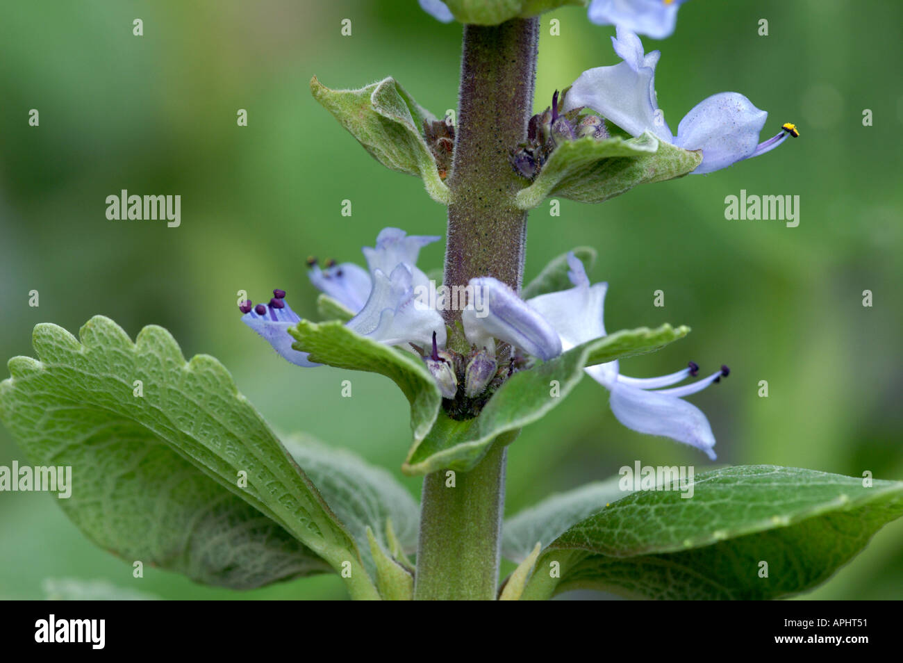 Plectranthus crassus flower Surrey England Stock Photo Alamy