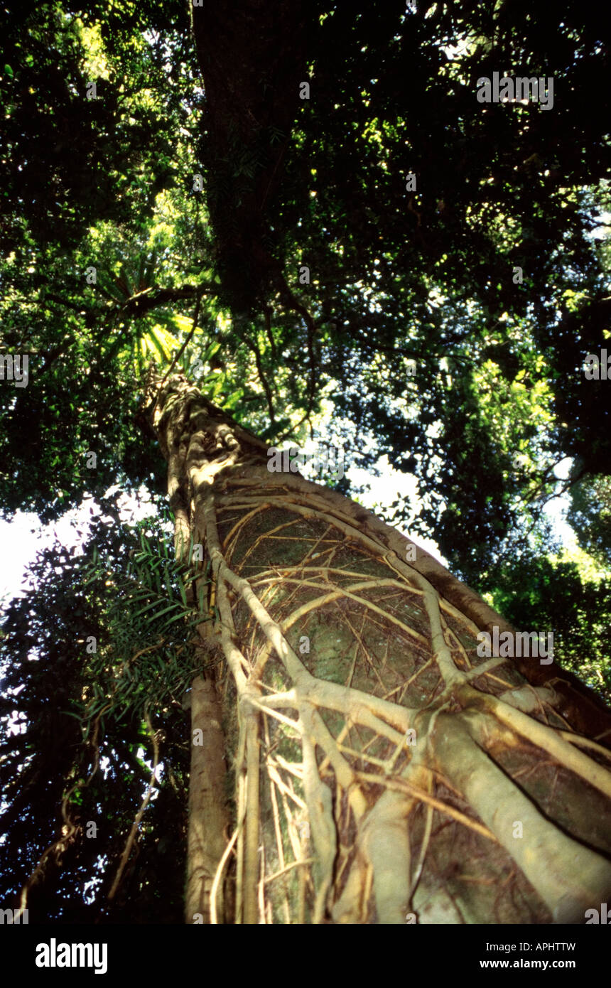 Fig tree in the rainforest Stock Photo