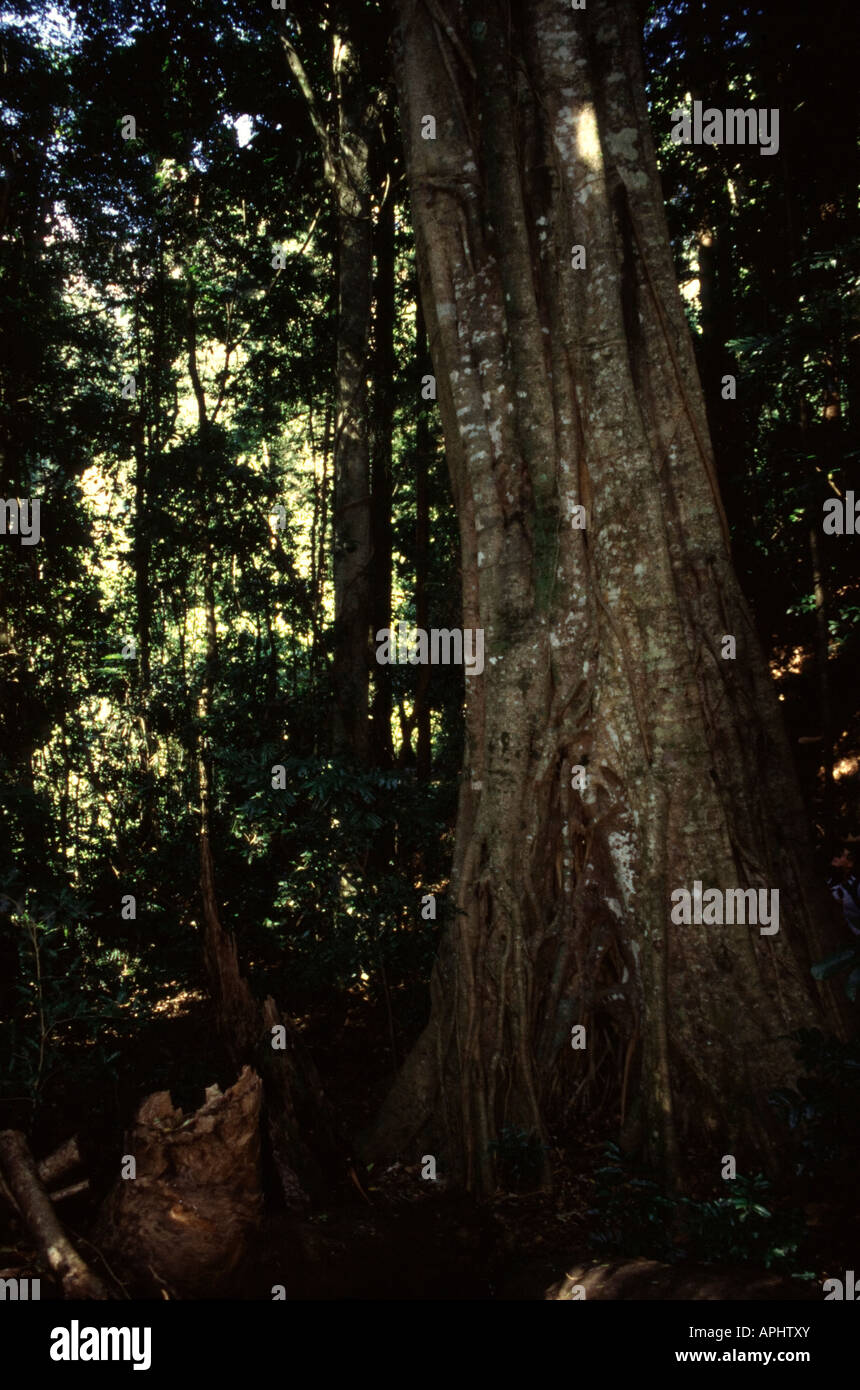 Image of fig trees in the australian rainforest Stock Photo