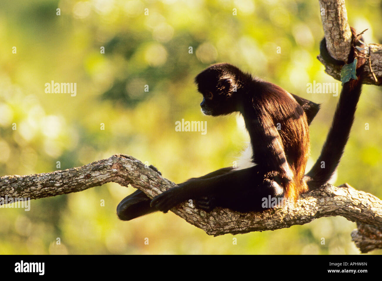 Spider Monkey Ateles geoffroyi, Belize Stock Photo