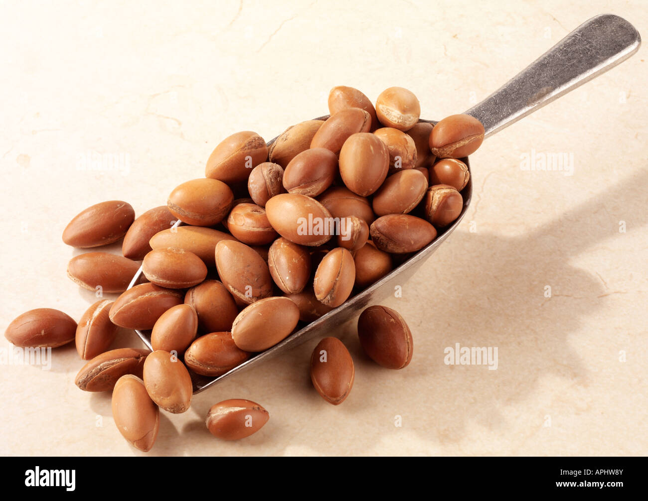 MOROCCAN ARGAN NUTS Stock Photo