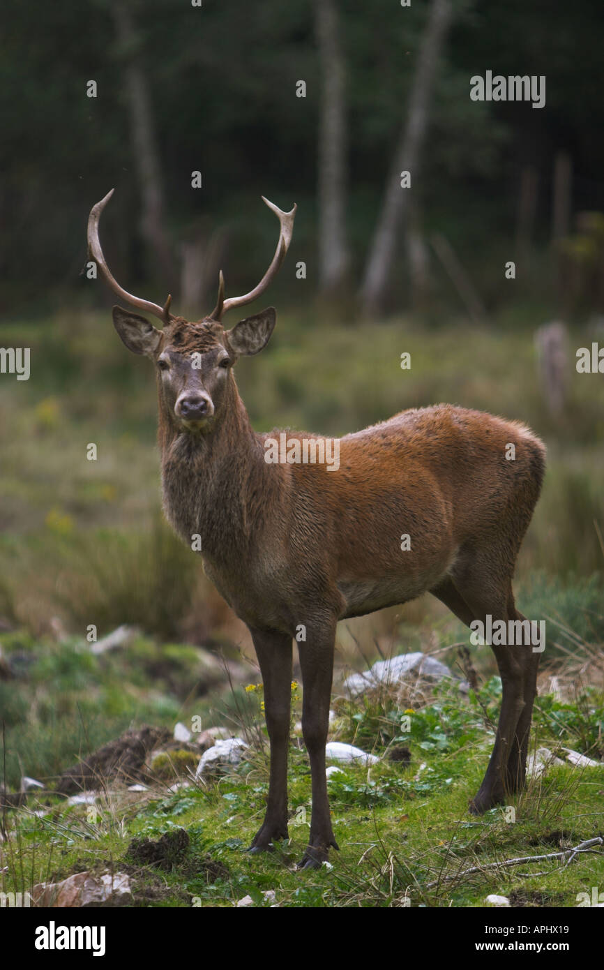 A juvenile Red Stage deer Stock Photo