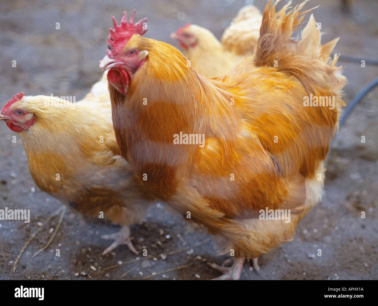 Chickens rare breed Devon England Stock Photo Alamy