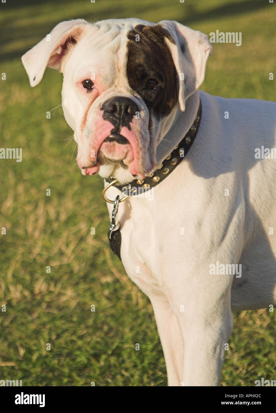 Boxer Dog. Stock Photo