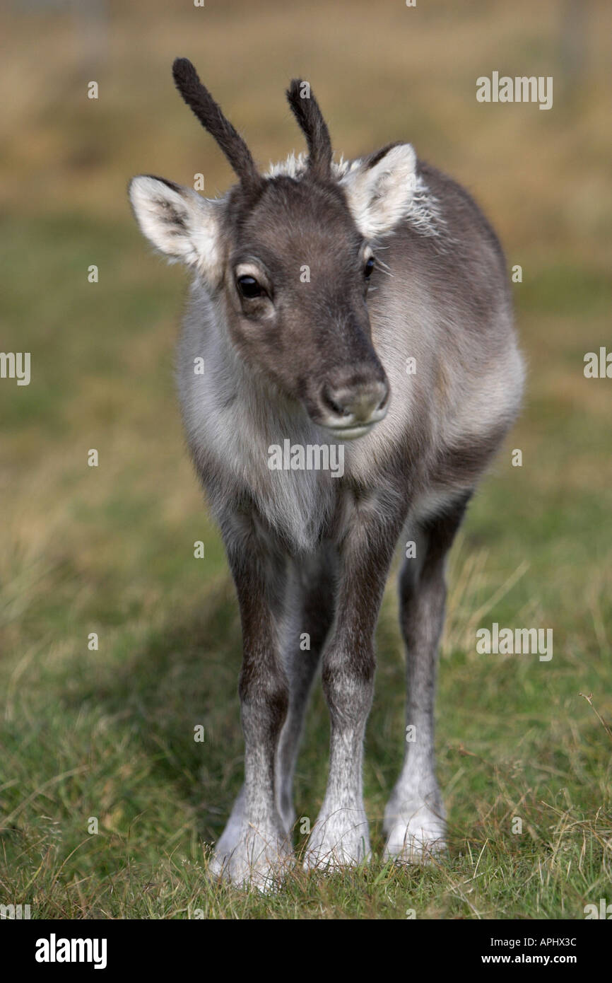 Baby Caribou Deer