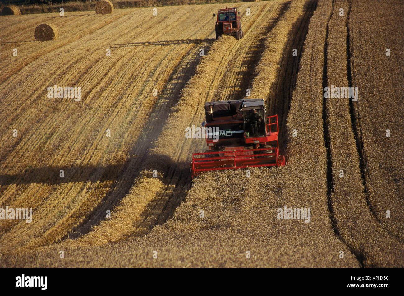 A tractor and a combine harvester work through a field harvesting and straw baling near Lathones in Fife Scotland Stock Photo