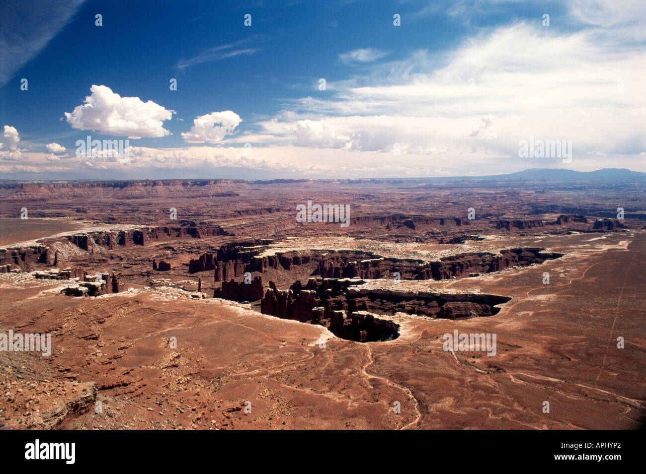 Conifers growing in the gouged out rifts and gorges of the remote and ...