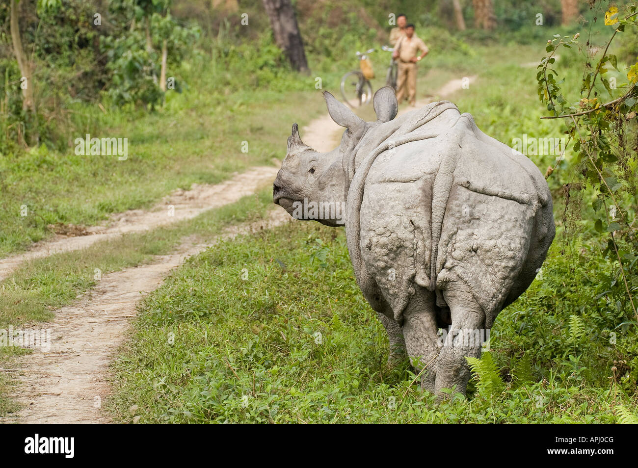 Indian one horned rhinoceros. Kaziranga National Park, Assam, India Stock Photo