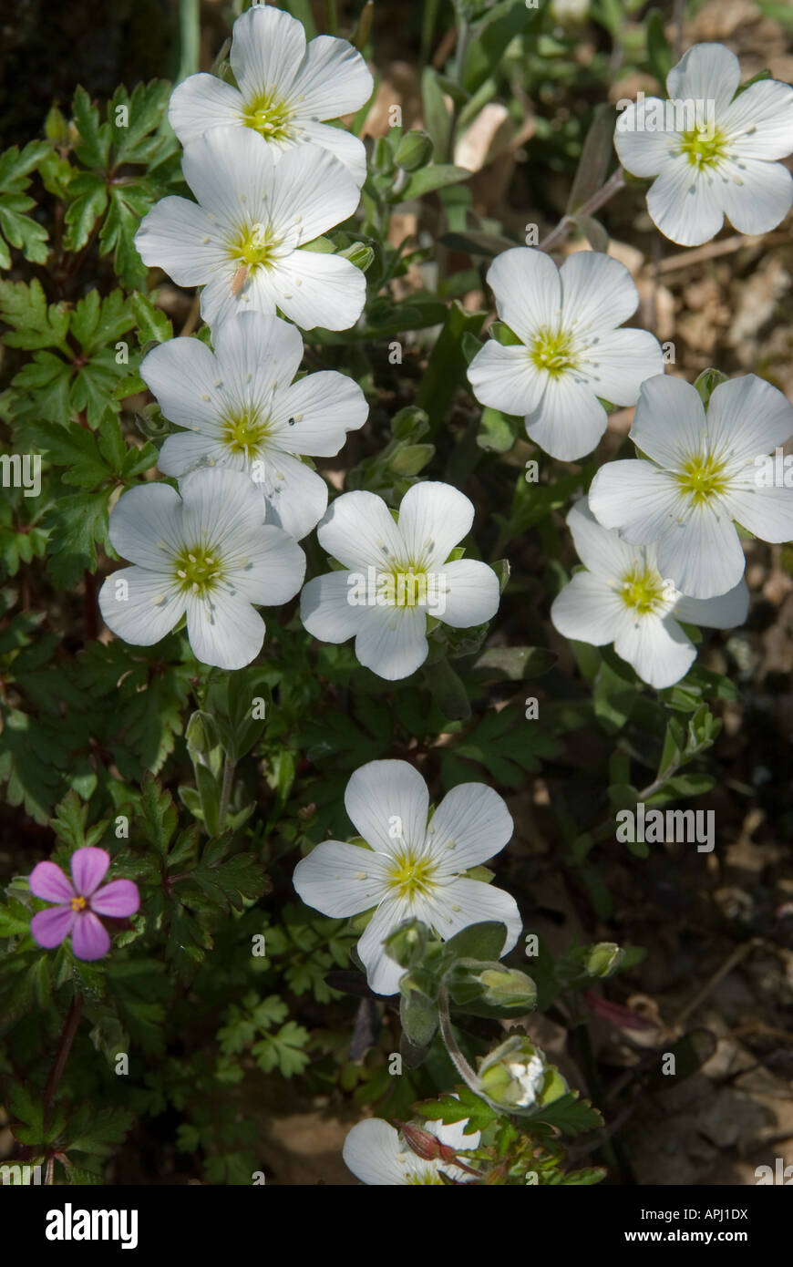 White Flax (Linum tenuifolium), flowering group Stock Photo