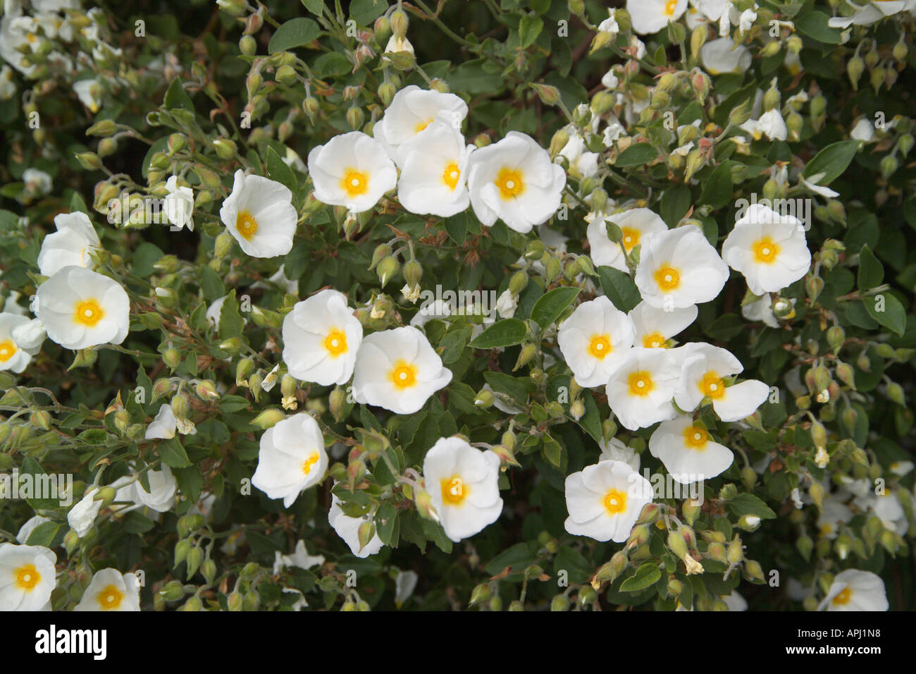 White sage leaved rock rose Cistus salvifolius Stock Photo Alamy