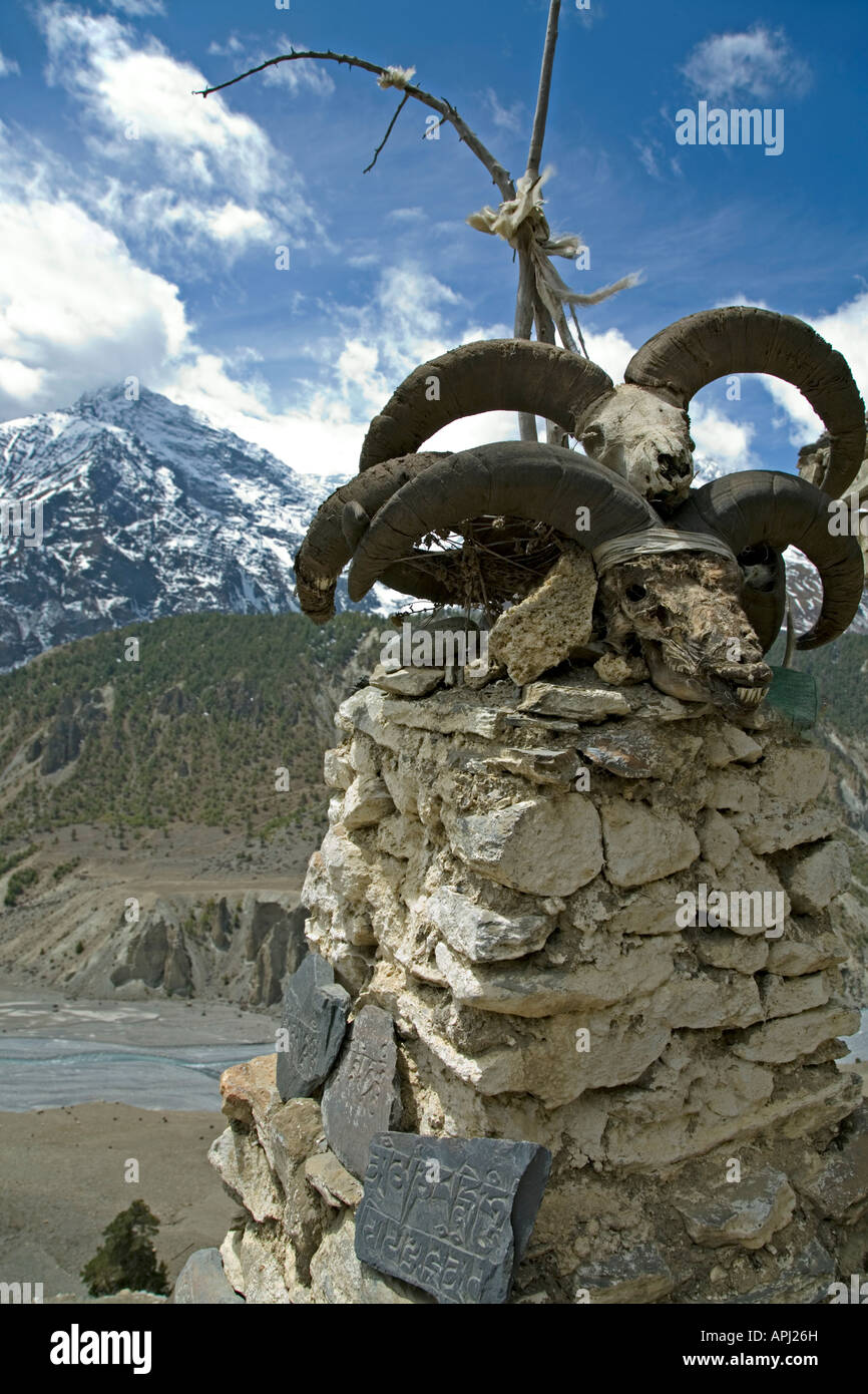 Goat skulls and prayer stones. Tanki village. Manang district. Annapurna circuit trek. Nepal Stock Photo