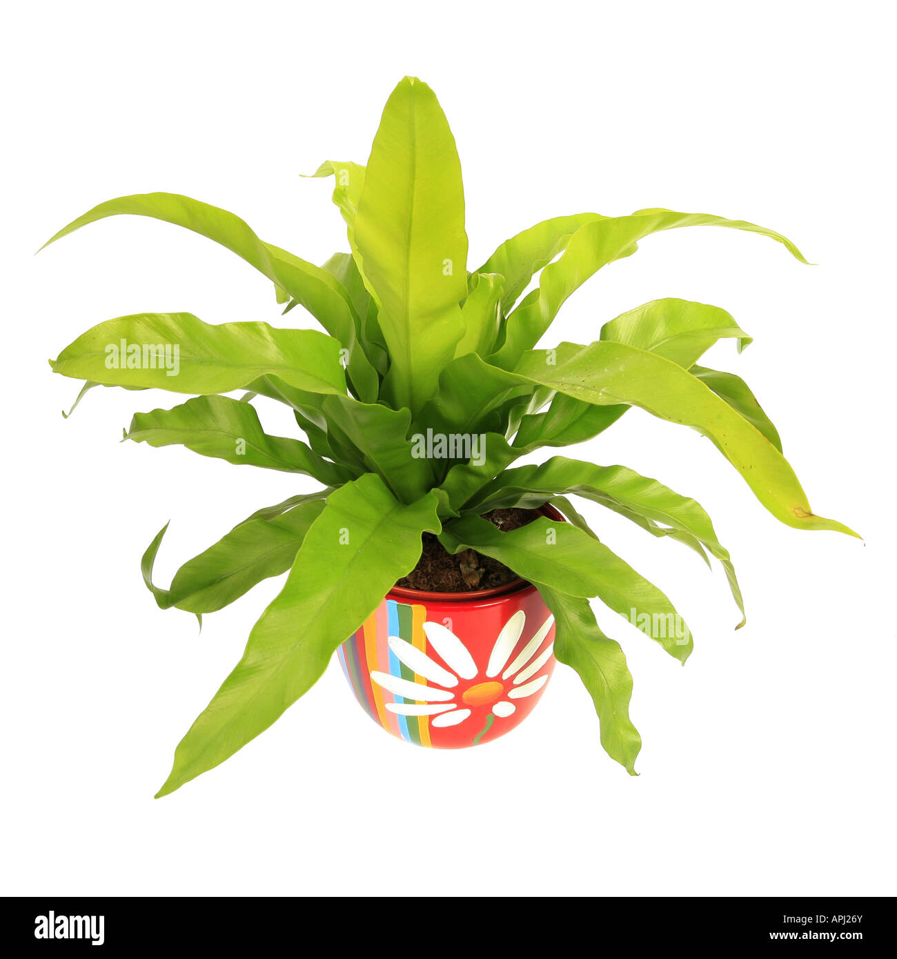 bird's nest fern Asplenium nidus plant in colourful pot Stock Photo