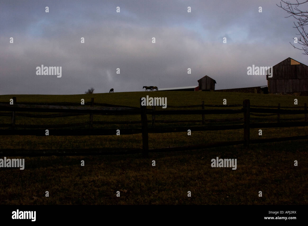 Horses out of the Barn Stock Photo Alamy