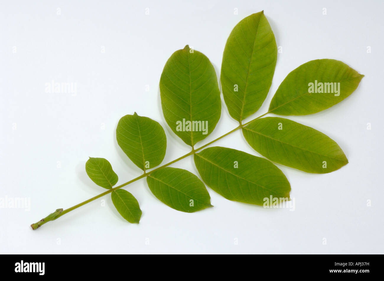 Common Walnut, English Walnut, Persian Walnut (Juglans regia), leaf