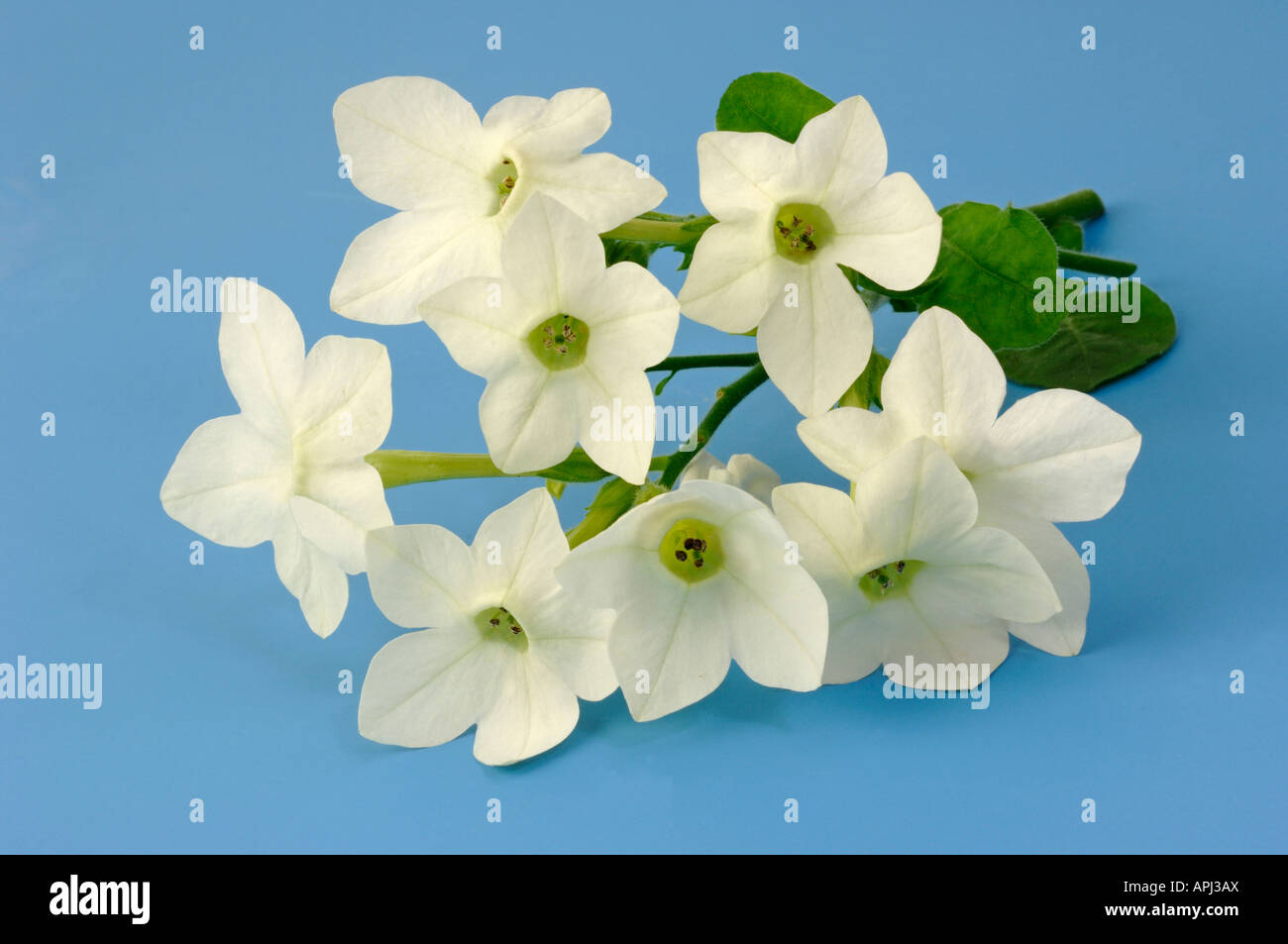 Ornamental Tobacco (Nicotiana x sanderae), flowers, studio picture Stock Photo