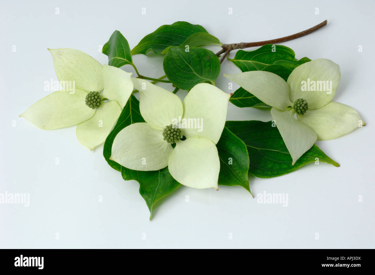 Japanese Dogwood (Cornus kousa var. kousa) twig with leaves and flowers Stock Photo
