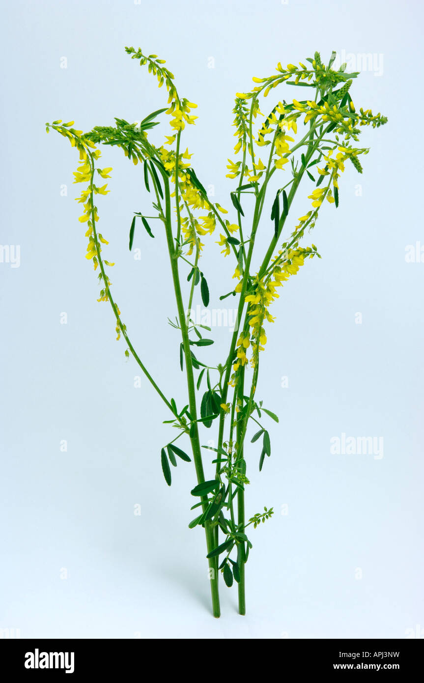 Yellow Sweet Clover, Yellow Melilot (Melilotus officinalis), flowering stems Stock Photo