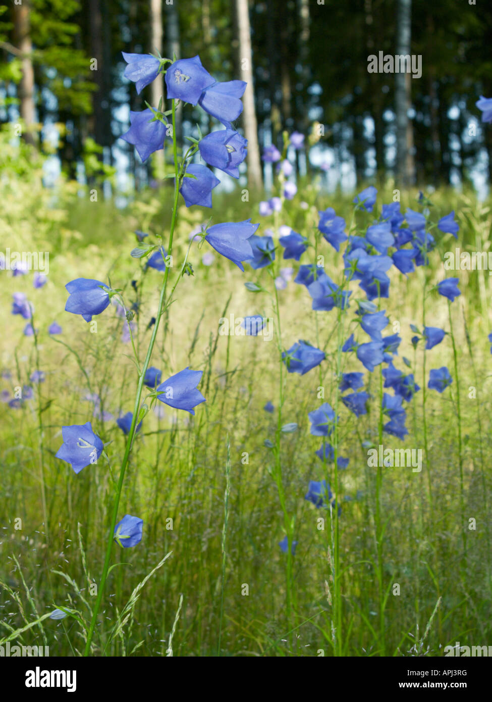 Bellflower Campanula persicifolia in meadow Karkali Finland Stock Photo