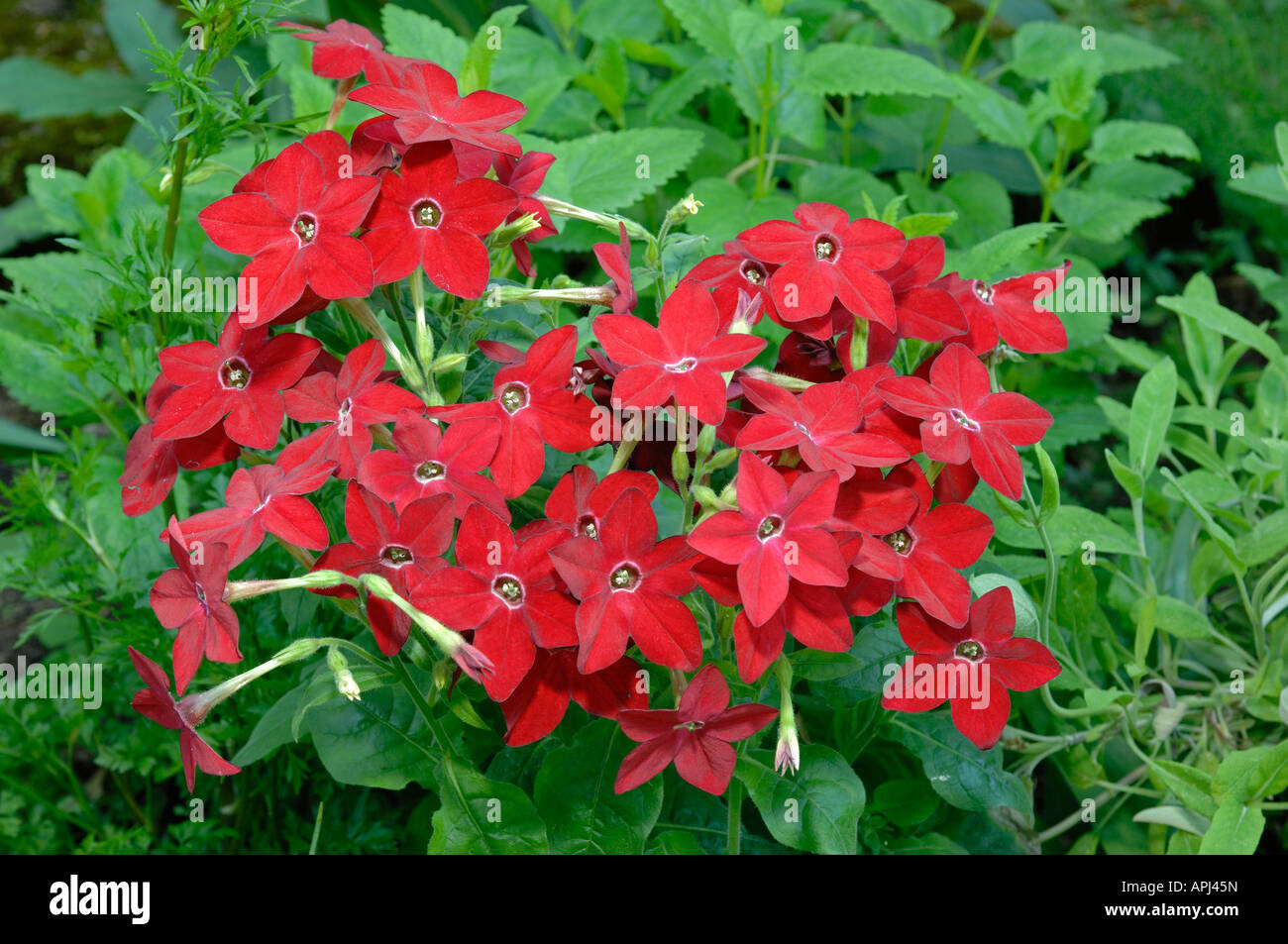 Ornamental Tobacco (Nicotiana x sanderae), flowering Stock Photo