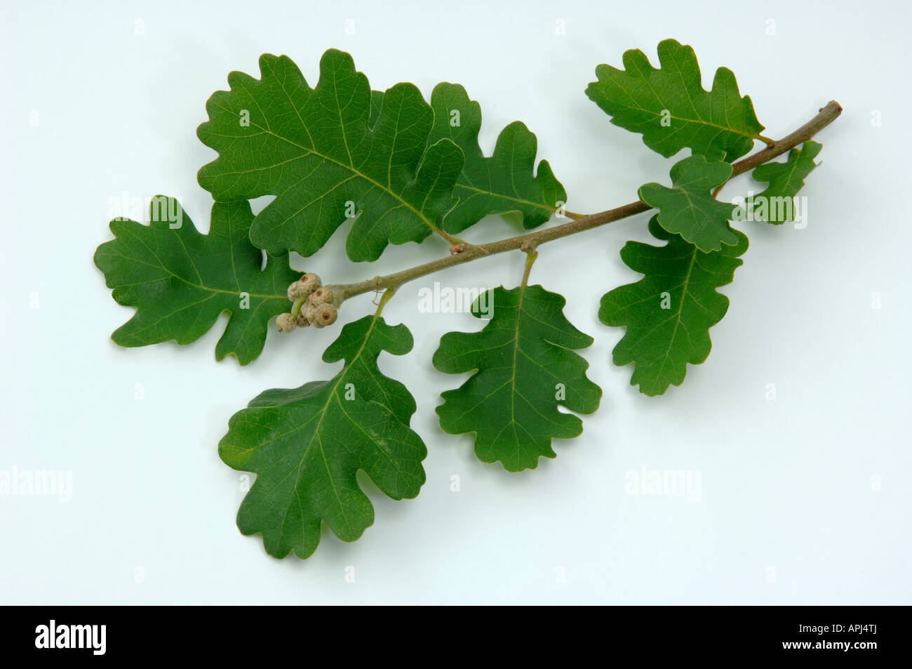 Downy Oak Pubescent Oak (Quercus pubescens) twig with leaves studio picture Stock Photo