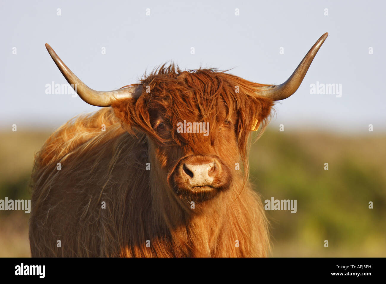 Rind, Kuh, schottisches, Schottland, Hochlandrind, Hochland, Kyloe, Highland, Hausrind, cow, Stock Photo