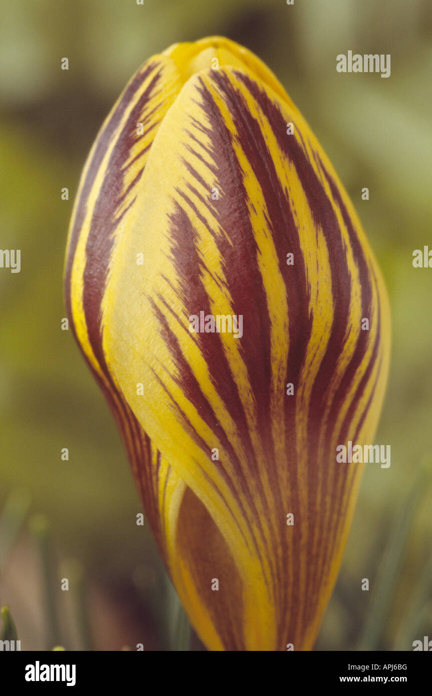 Feathering Spring Crocus chrysanthus 'Gipsy Girl' Close up of yellow with purple ...