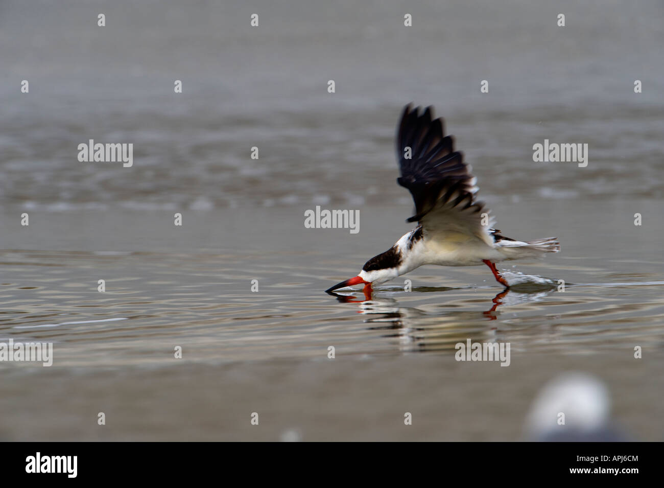 A black skimmer feeding Stock Photo Alamy