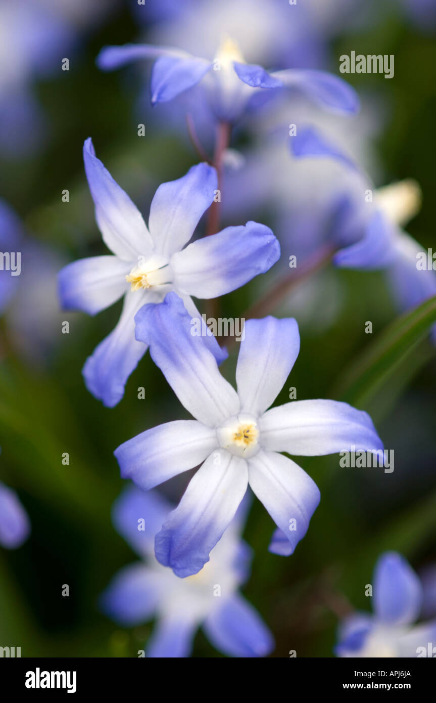 glory of the snow chionodoxa luciliae hyacinth family hyacinthaceae ...