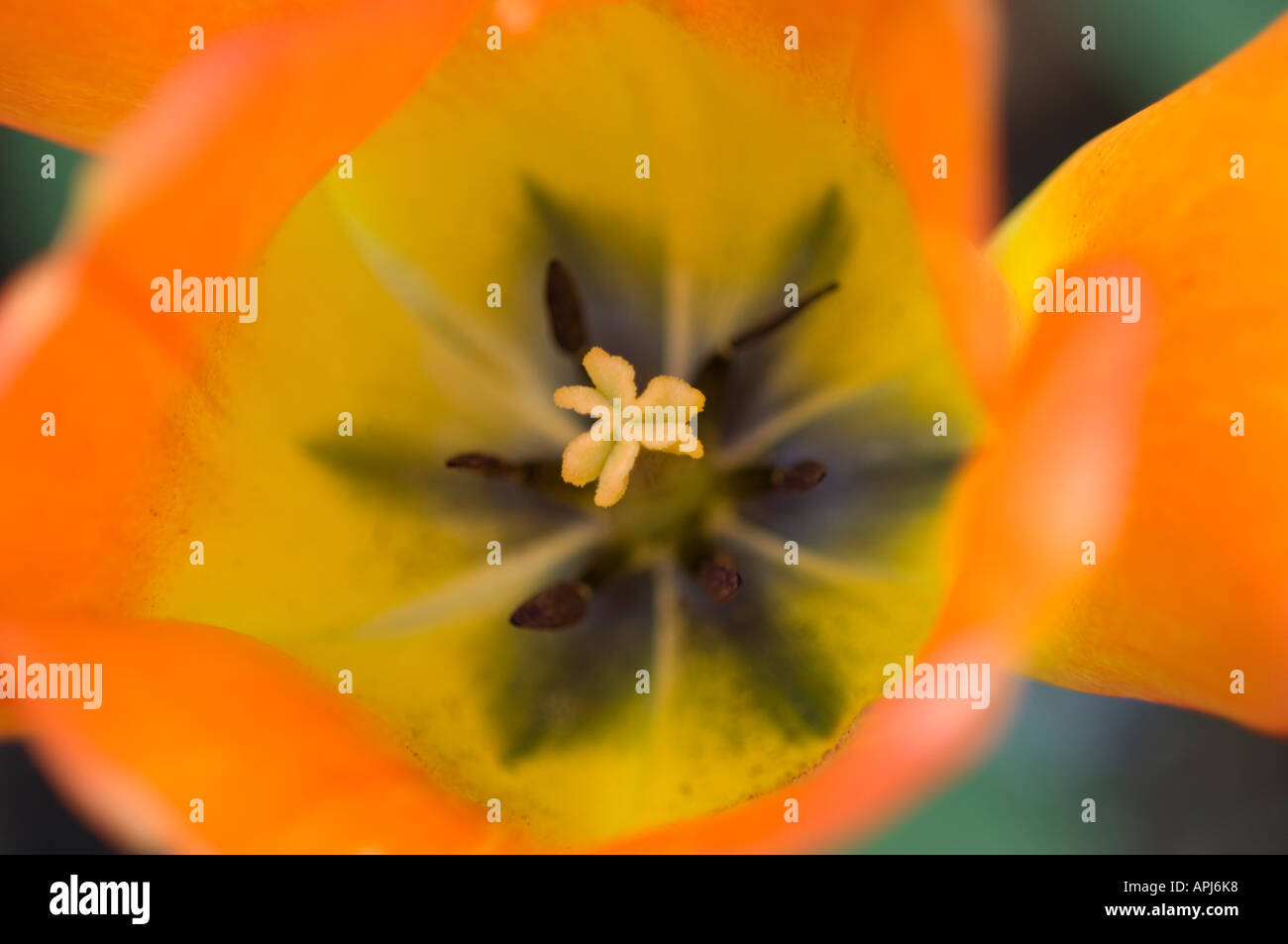 extreme close up of a tulip from the top Stock Photo - Alamy