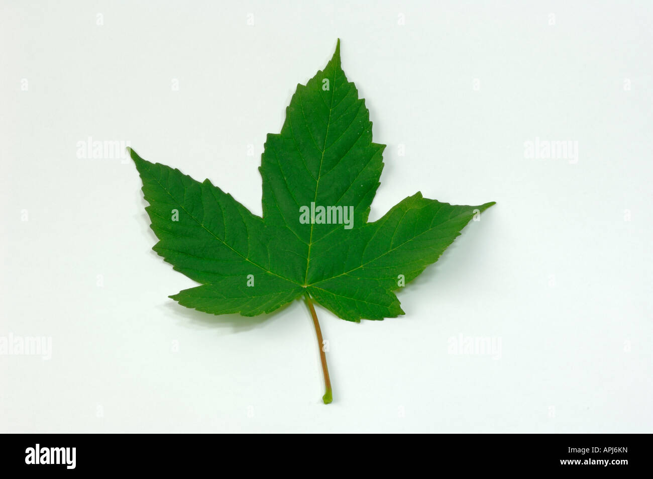 Sycamore Great Maple (Acer pseudoplatanus) leaf studio picture Stock Photo